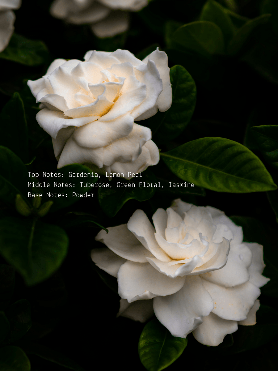 Gardenia + Tuberose III. The Empress Wellness Candle